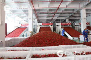 多彩贵州网 观摩团观摩辣椒全产业链 705个优秀辣椒品种